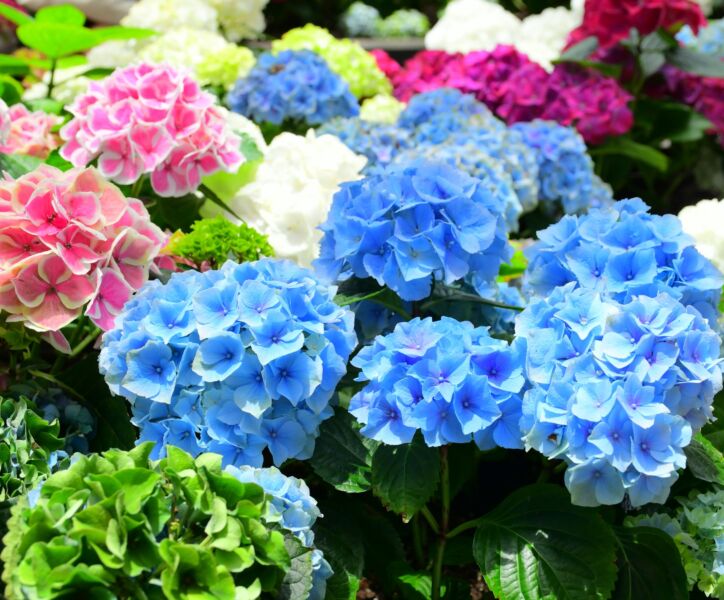 Bauernhortensie-Alle-Farben-ALG HAAG