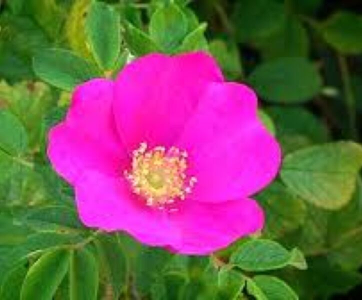 Kartoffelrose (Rosa rugosa)