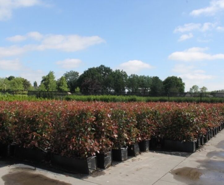 Kleine Fertighecken – Heckenelemente bis 1 Meter - Hecke kaufen bei HeckenpflanzenTotal