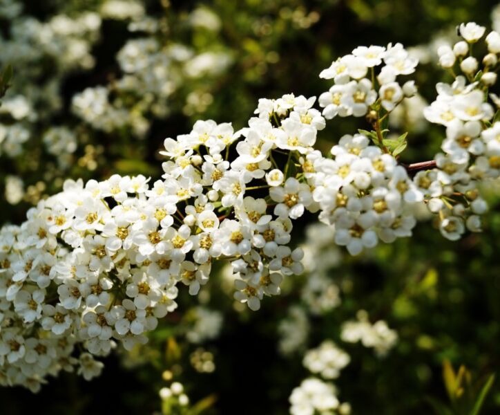 Weiße Rispenspiere - Spiraea cinerea 'Grefsheim'  kaufen