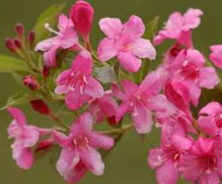Weigelie (Weigela) 'Rosea'