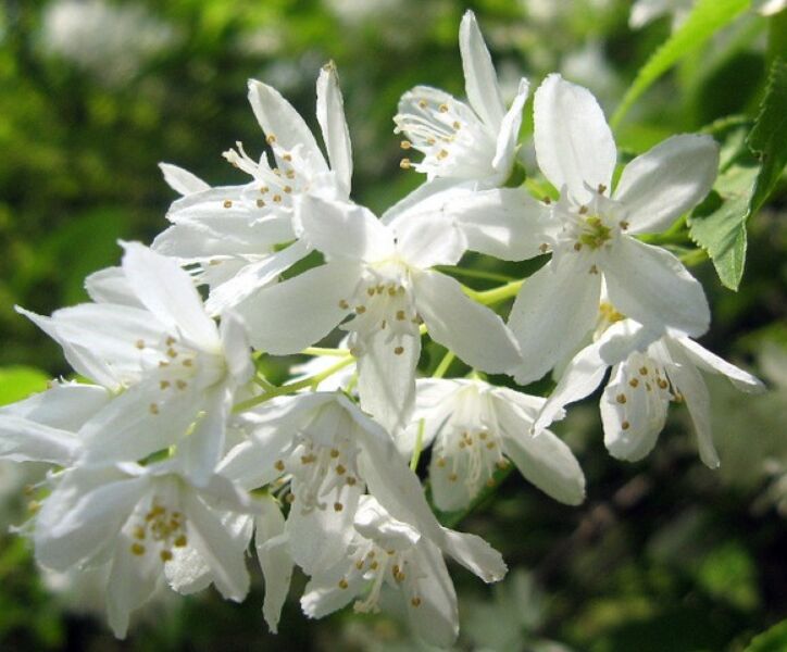 Zierliche Deutzie (Deutzia gracilis)