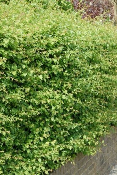 Almindelig-Hvidtjørn-ALG HAAG