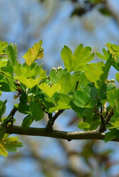 Almindelig-Hvidtjørn-ALG INZ