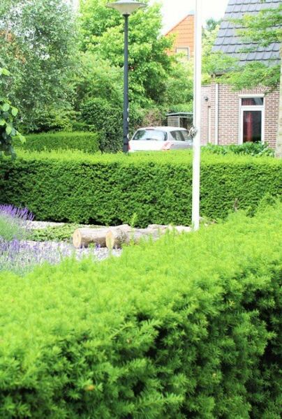 Almindelig-Taks-ALG HAAG