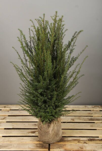 Almindelig-Taks-Klump-100-125