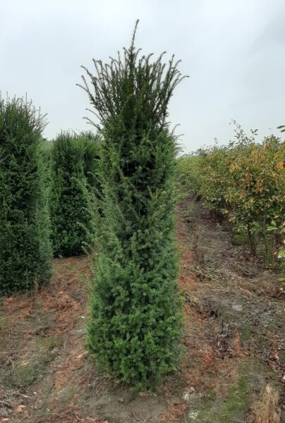 Almindelig-Taks-Klump-200-225