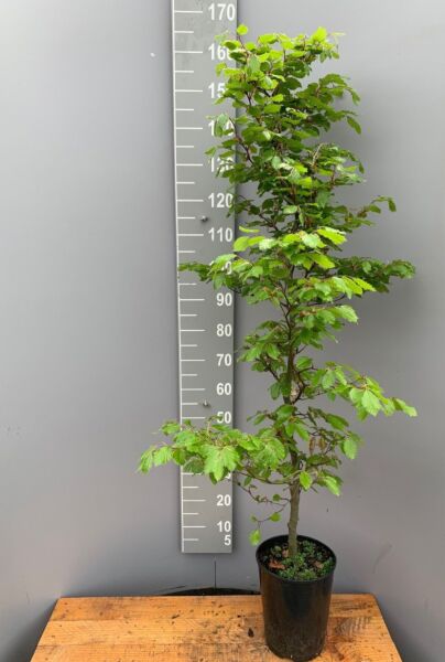 Bøg-Potte-150-175