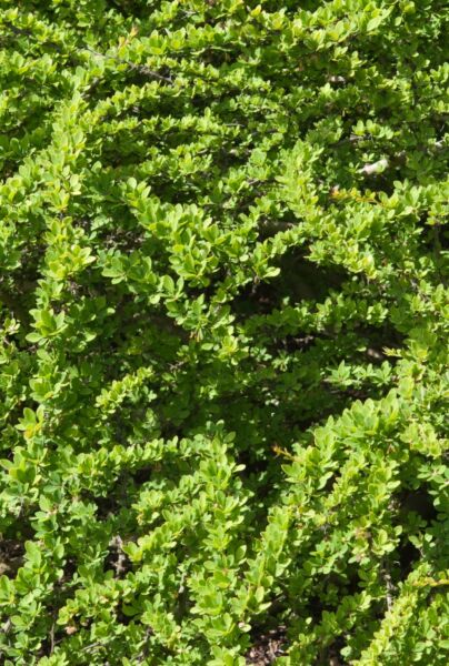 Berberis-ALG HAAG