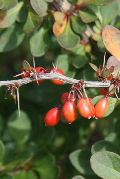 Berberis-ALG INZ