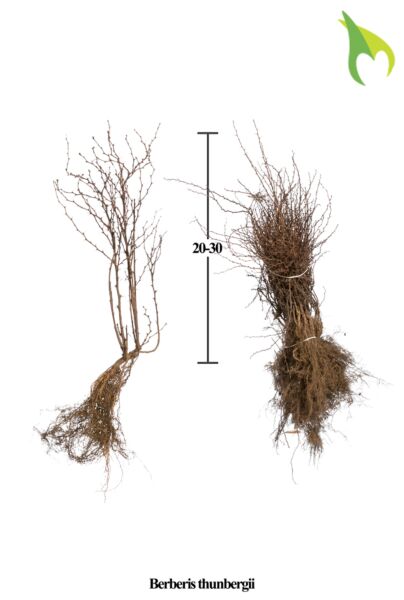 Berberis-Barrods-20-30