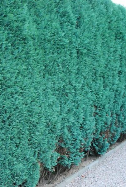 Blå-ædelcypres-ALG HAAG