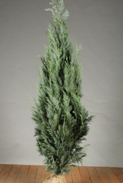 Blå-ædelcypres-Klump-125-150