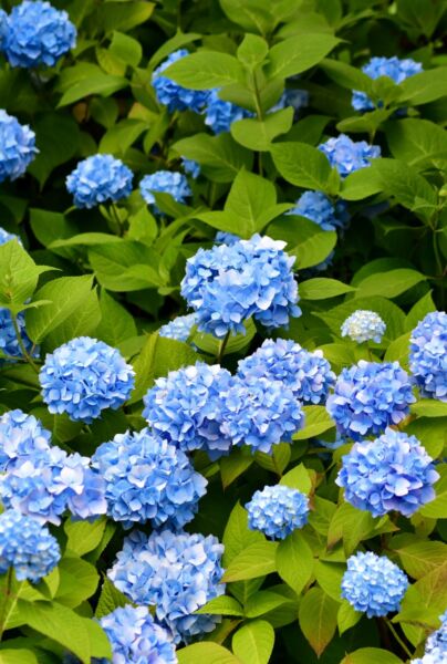 Bondehortensia-Bla-ALG HAAG