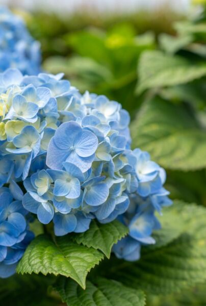 Bondehortensia-Bla-ALG INZ