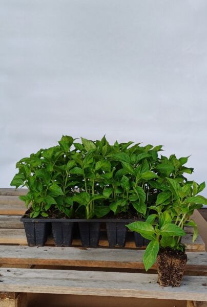Bondehortensia-Bla-Klump-20-25