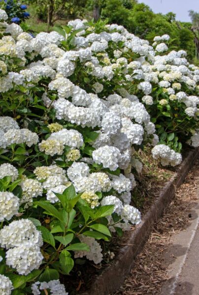 Bondehortensia-Hvid-ALG HAAG