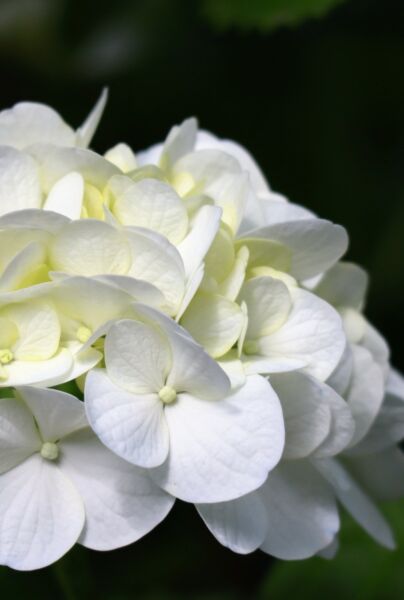 Bondehortensia-Hvid-ALG INZ