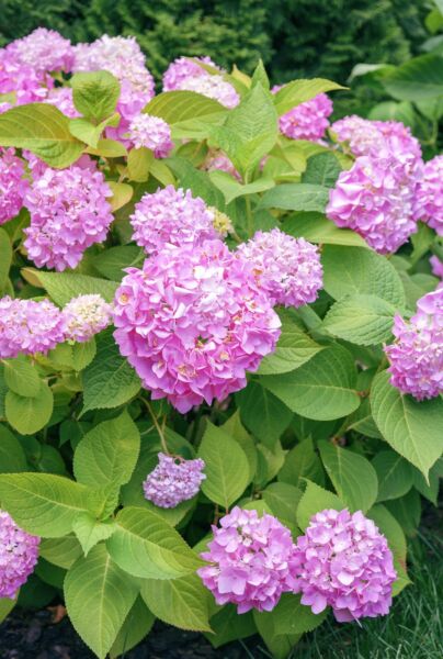 Bondehortensia-Rosa-ALG HAAG
