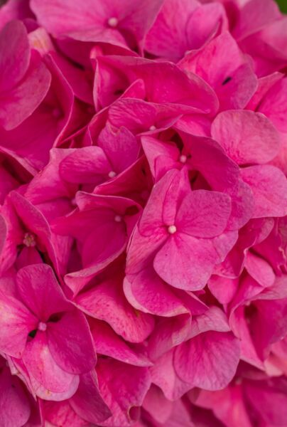Bondehortensia-Rosa-ALG INZ