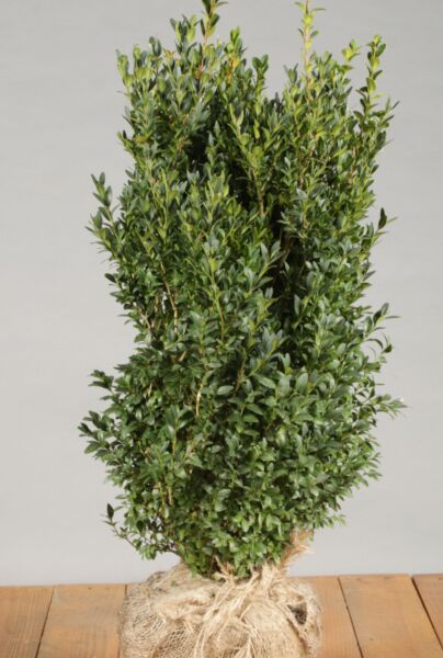 Buksbom-Klump-50-60