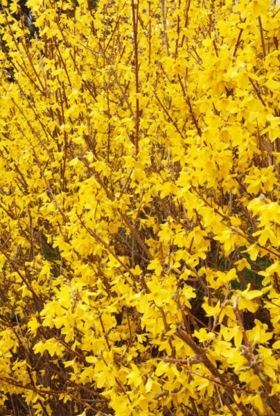Forsythia-Spectabilis-ALG HAAG
