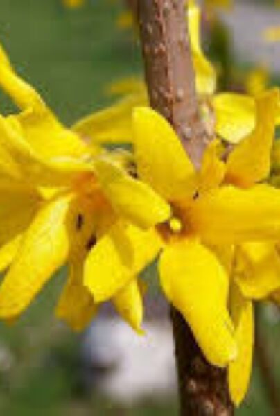 Forsythia-Spectabilis-ALG INZ