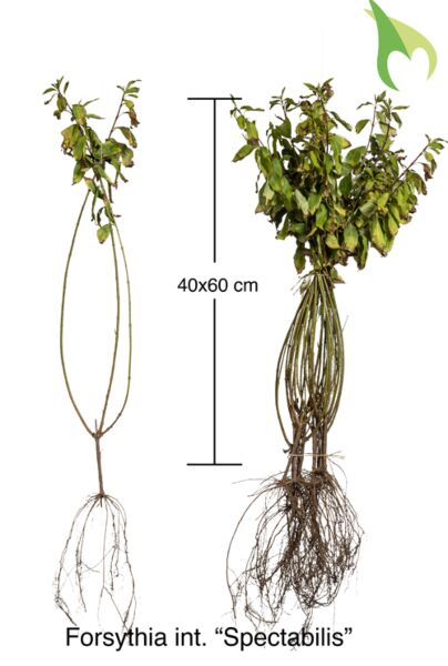 Forsythia-Spectabilis-Barrods-40-60