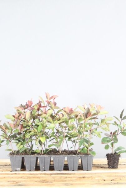 Glansmispel-Klump-20-25