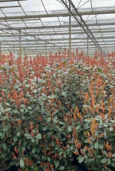 Glansmispel-Potte-150-175