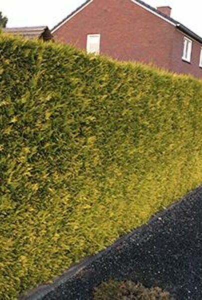 Gul-ædelcypres-ALG HAAG