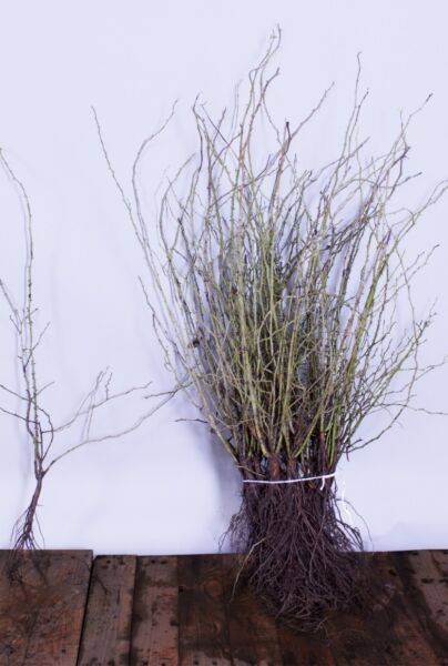 Heckenrose-Wurzelware-60-100 cm