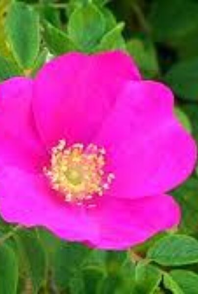 Hybenrose-ALG INZ