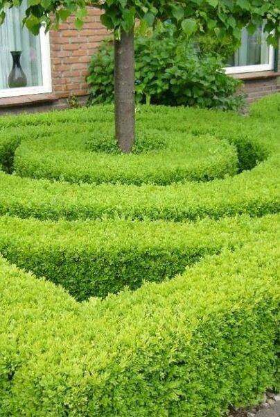 Japansk-Kristtorn-ALG HAAG