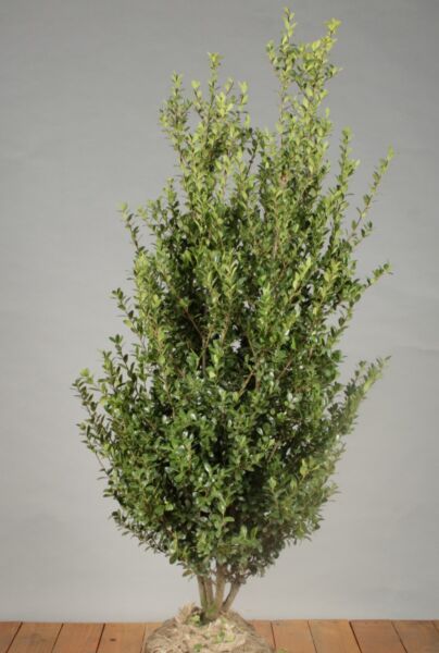 Japansk-Kristtorn-Klump-100-125