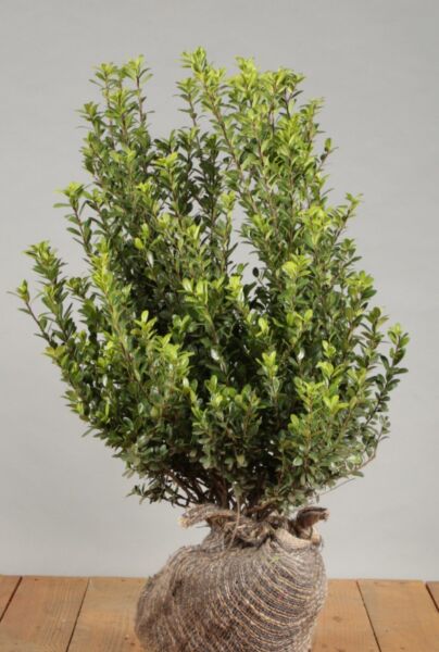 Japansk-Kristtorn-Klump-40-60