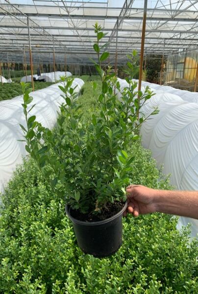 Japansk-Kristtorn-Potte-40-50