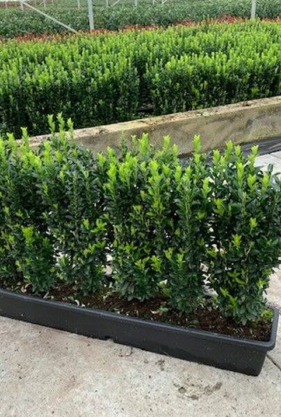 Japansk-Spindelbusk-Jean-Hughes-ALG HAAG