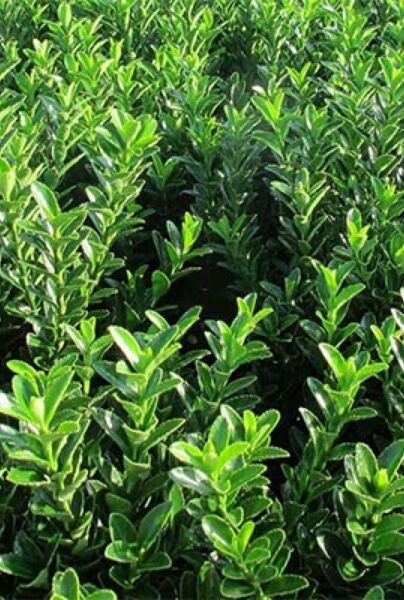 Japansk-Spindelbusk-Jean-Hughes-ALG INZ