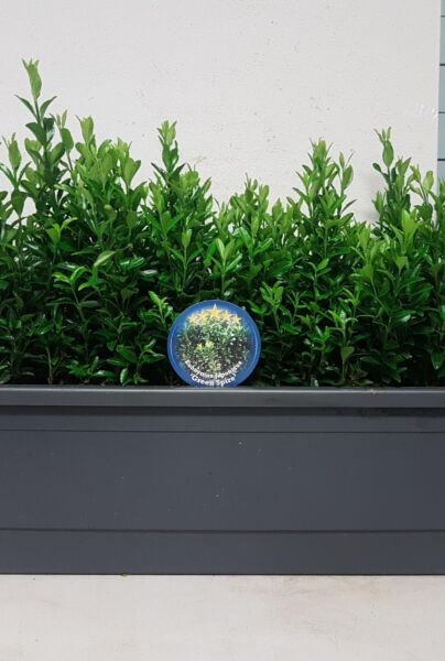 Japansk-Spindelbusk-Jean-Hughes-Færdighæk-30+