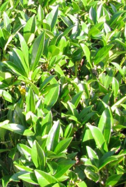 Kirsebærlaurbær-Caucasica-ALG INZ