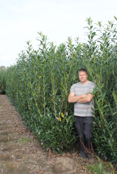 Kirsebærlaurbær-Caucasica-Klump-200-225