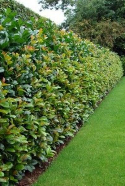 Kirsebærlaurbær-Etna-ALG HAAG