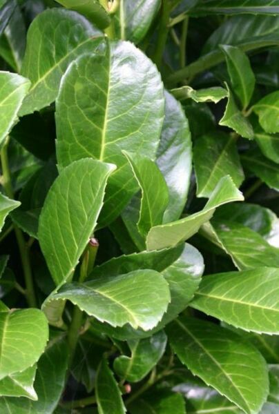 Kirsebærlaurbær-Etna-ALG INZ