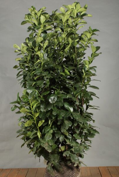 Kirsebærlaurbær-Etna-Klump-125-150