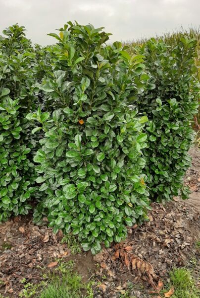 Kirsebærlaurbær-Etna-Klump-175-200