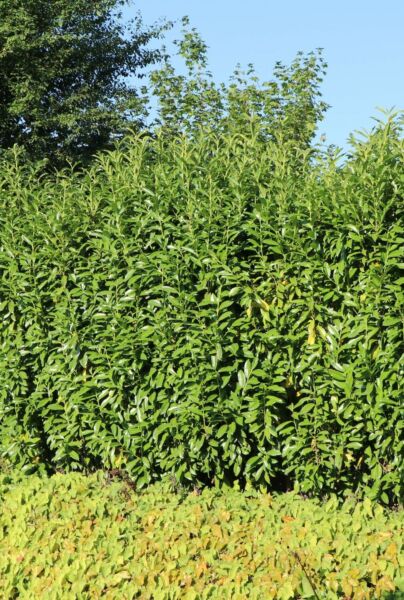 Kirsebærlaurbær-Genolia-ALG HAAG