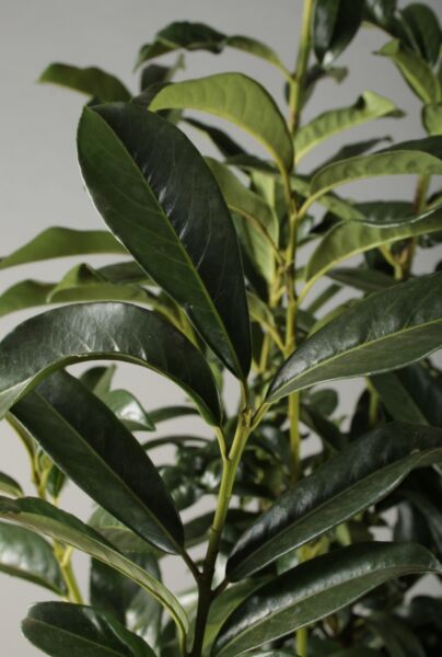 Kirsebærlaurbær-Genolia-ALG INZ