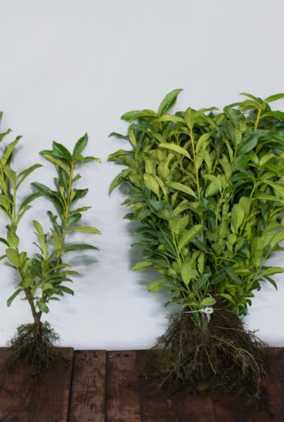 Kirsebærlaurbær-Genolia-Barrods-40-60