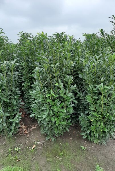 Kirsebærlaurbær-Genolia-Klump-200-225